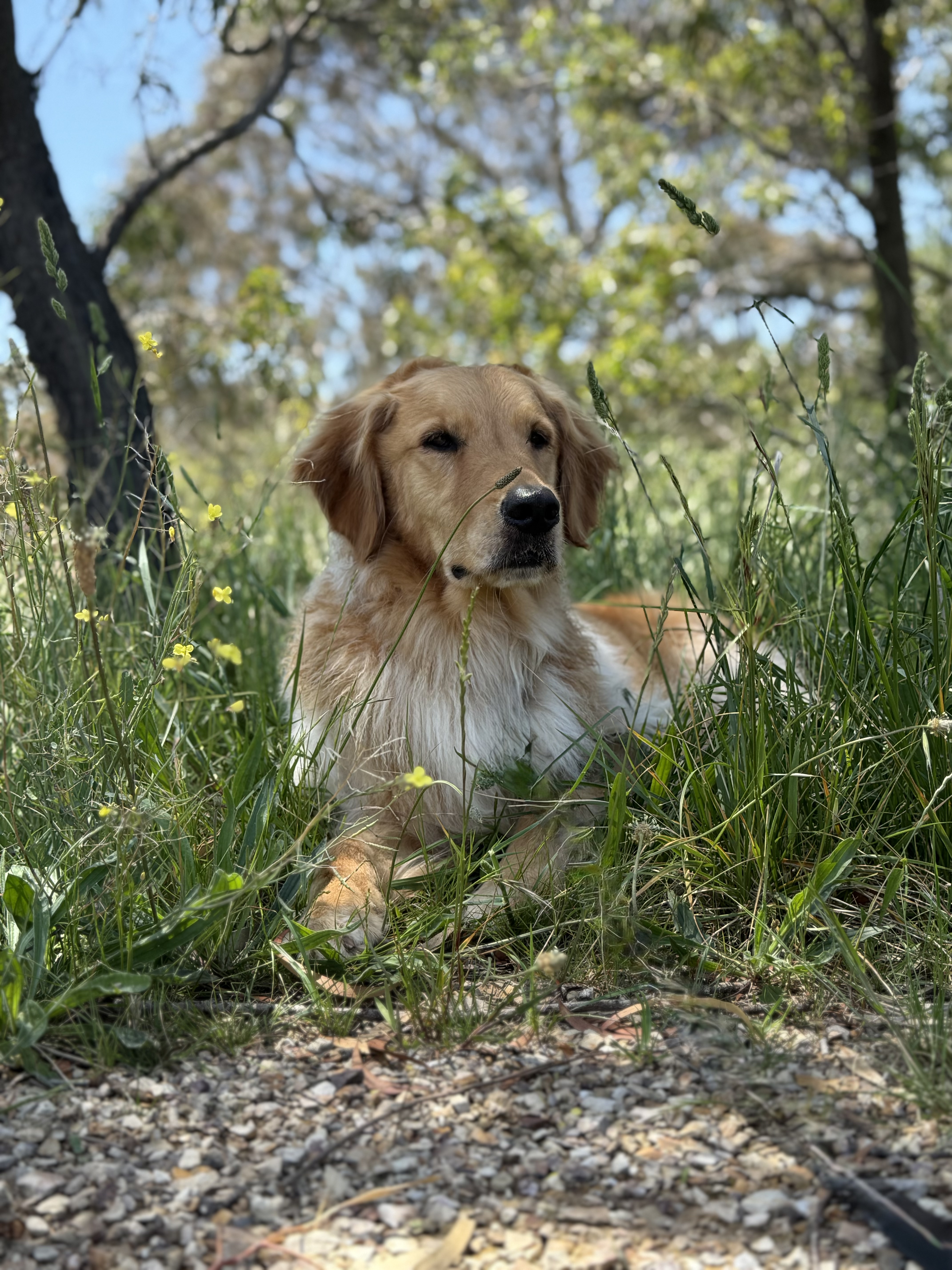 Max on a walk